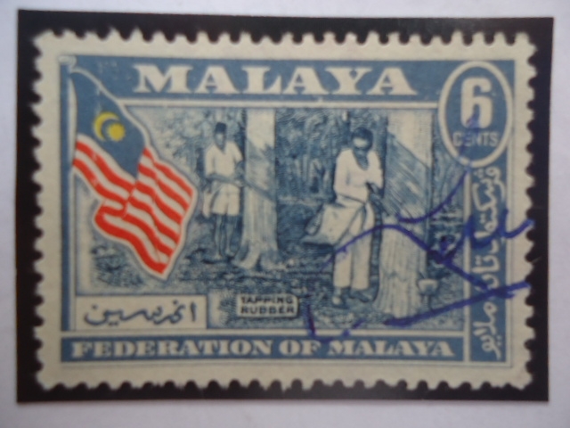 Federación de Malaya-Tapping Rubber- Extracción de Goma,Caucho,Hule ó Latex Natural