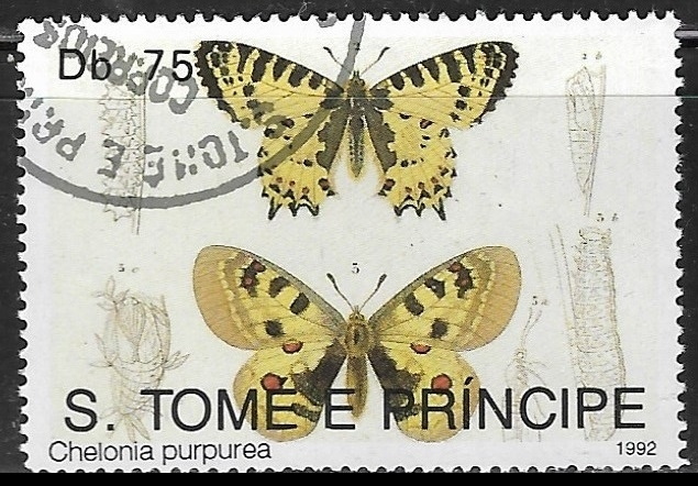 Mariposas - chelonia purpurea