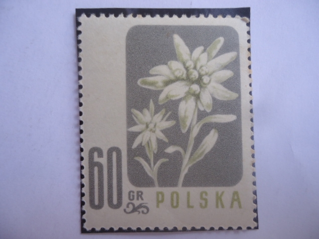 Edelweiss - Flores Protegidas