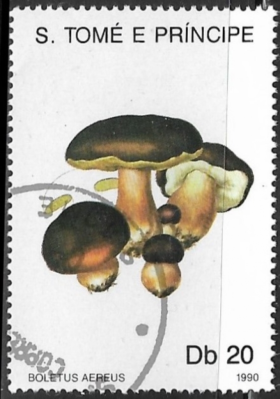 Setas - Boletus aereus