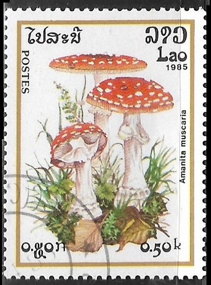 Setas - Amanita Muscaria