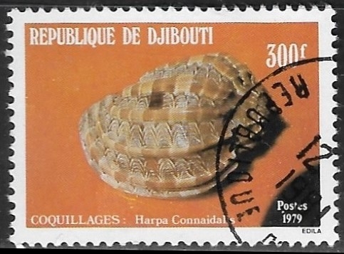 Caracol - Harpa conoidalis