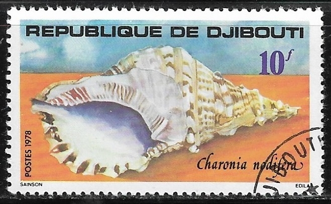 Moluscos - Charonia nodifera