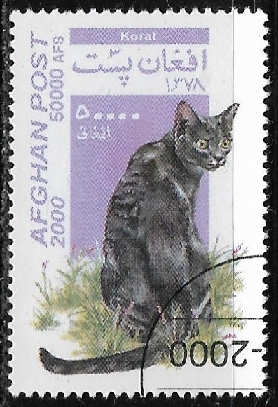 Gatos - Felis silvestris catus)