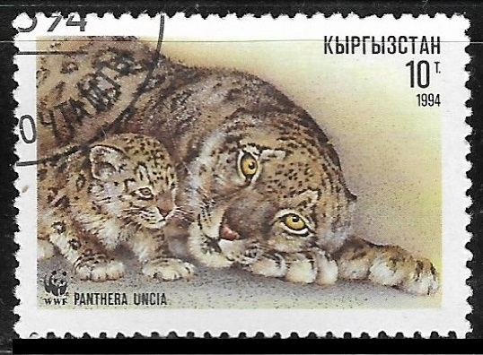 Animales  - Panthera uncia