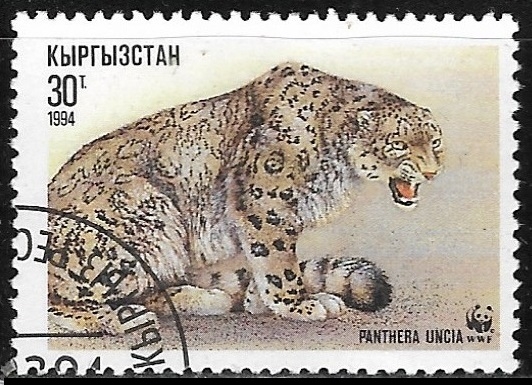 Animales - Panthera uncia