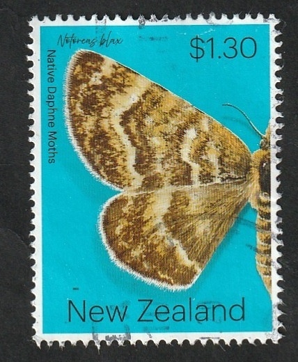 3546 - Polilla de Nueva Zelanda, Notoreas blax
