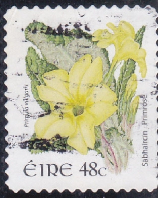 1618 - Flores