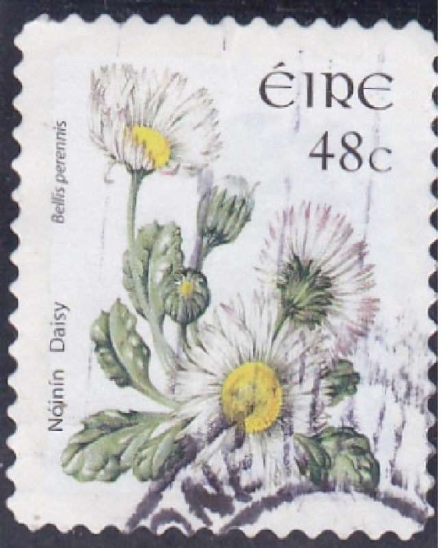 1619 - Flores