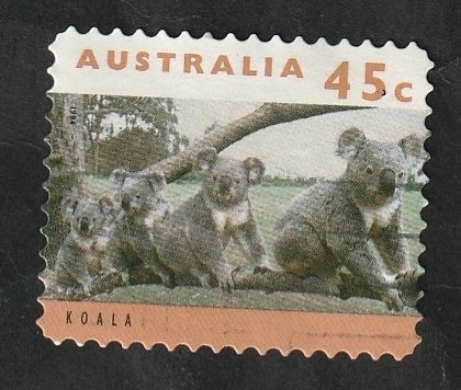 1371 - Familia de koalas