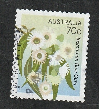 3934 - Flores, Eucalyptus globulus