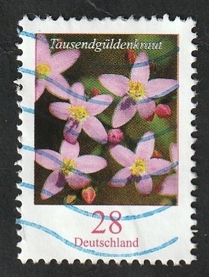 2910 - Flor, Centaureé