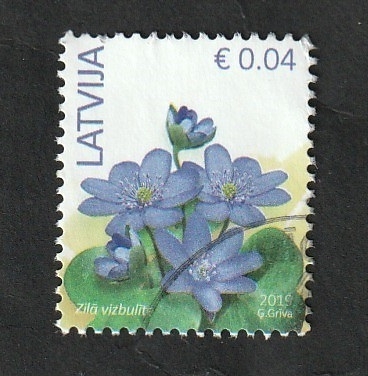 1034 - Flor, anemonas azules