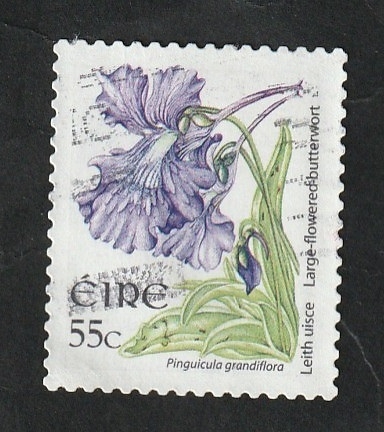 1753 - Flor, Pinguicula Grandiflora