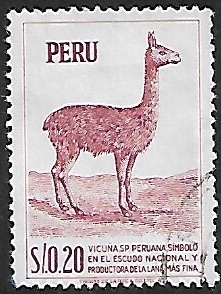 Vicuña peruana