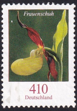 Cypripedium calceolus