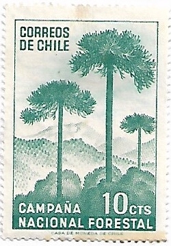 Araucaria, árbol nacional de Chile