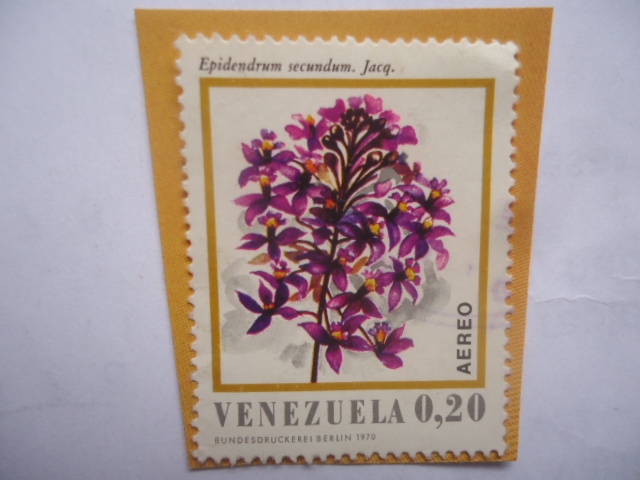 Especie: Epidendrum Secundum. Jacq.