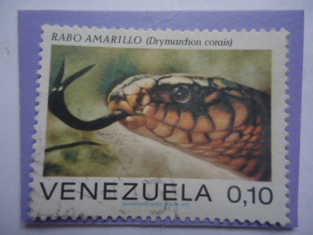 Rabo Amarillo (Drymarchon corais)- Serie: Serpientes.