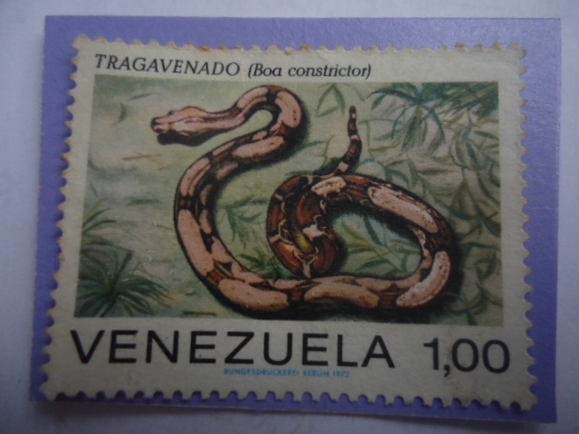 Tragavenado (Boa constrictor) - Serie: Serpientes.