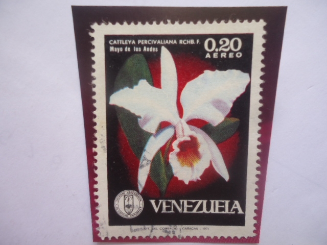 Cattleya Percivaliuana RCHB.F-Mayo de lois Andes-Serie:Orquídeas-Sociedad Venezolana de Ciencias Nat