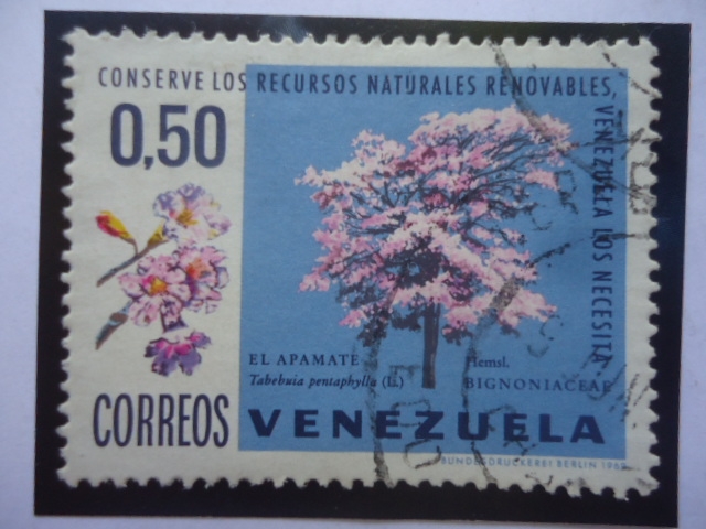 El Apamate (Tabebula pentaphylla)- Serie: Conserv los Recursos Naturales,Venezuela los Necesita- Ár