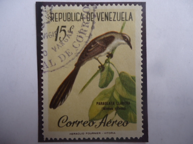 Paraulata Montañera - Zorzal Negro Brillante (Turdus Serranus)- Serie:Fauna V/zolana.