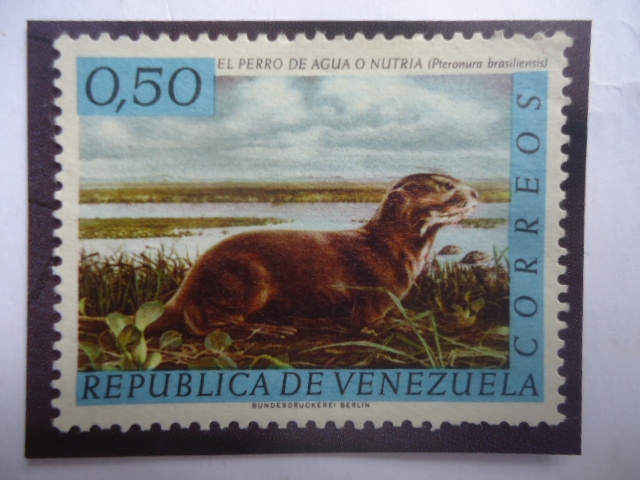 El Perro de Agua o Nutria (Pteronura brasiliensis) - Fauna Venezolana.