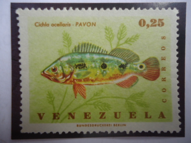 Pavon - Cchla  ocellaris.