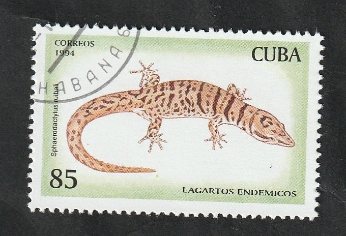 3415 - Lagarto