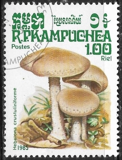 Setas - Hebelona crustuliniforme