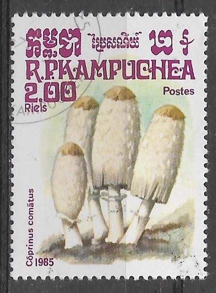 Setas - Coprinus comatus