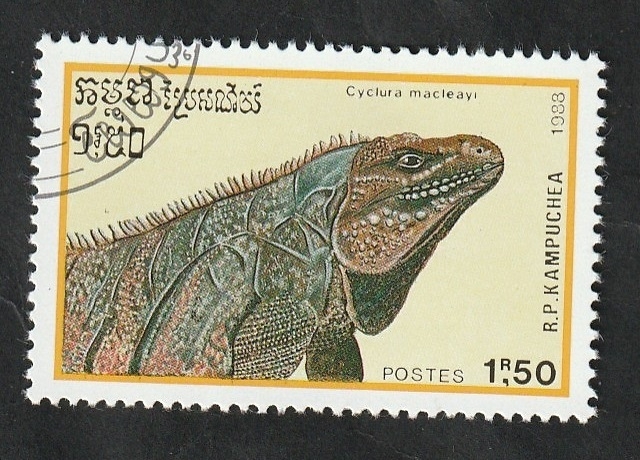 848 - Reptil, Cyclura macleayi