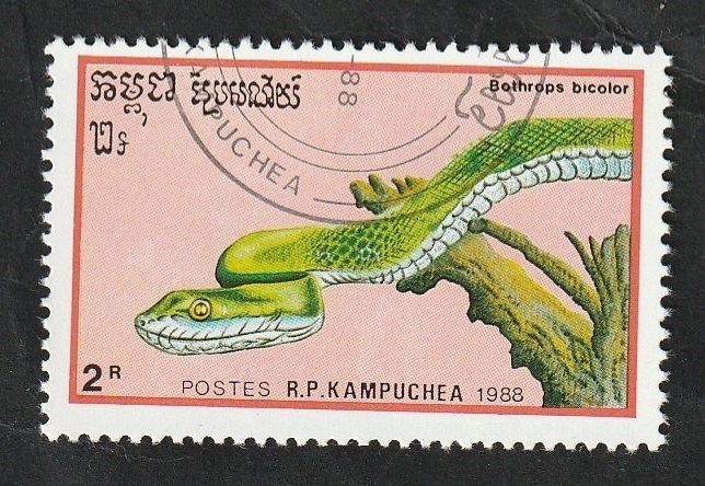 849 - Reptil, Bothrops bicolor