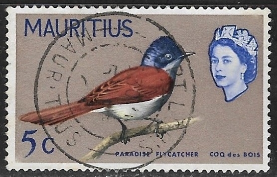 Aves - Paradise Flycatcher