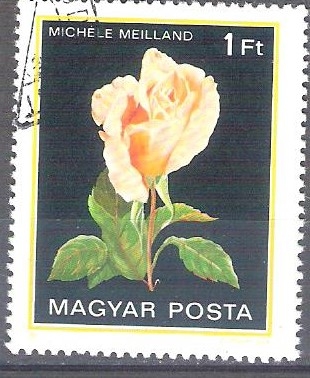 rosa Y2807