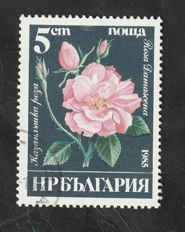 2929 - Rosa