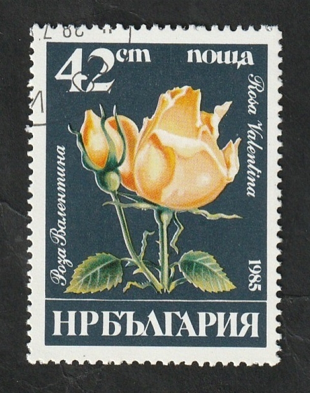 2933 - Rosa