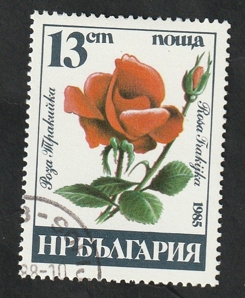 2930 - Rosa