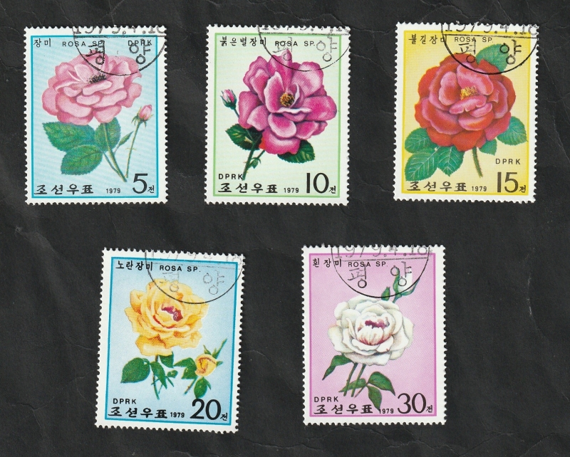 1519 a 1523 - Rosas