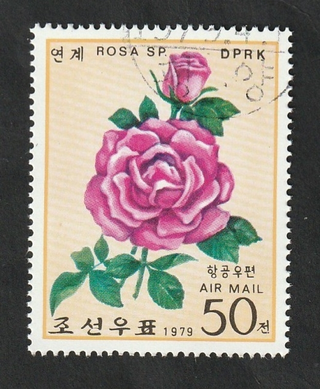 9 - Rosa
