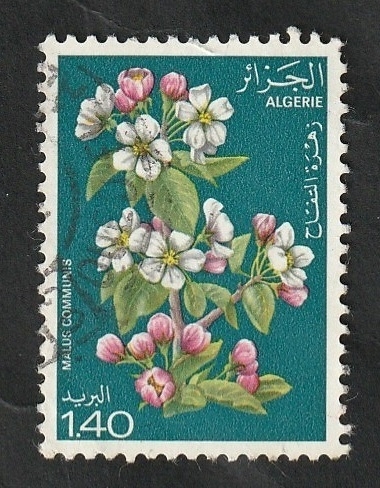 682 - Flores