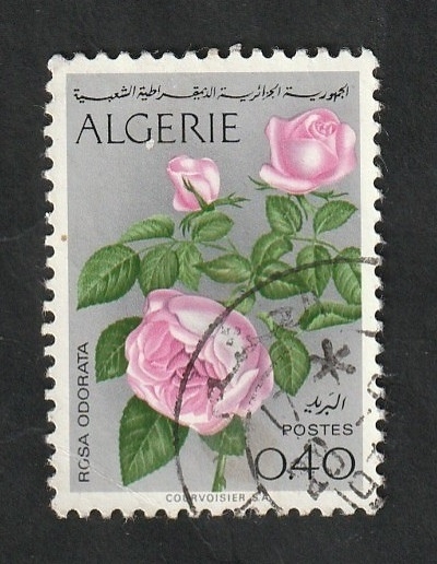 569 - Flores, Rosas