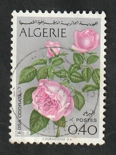 569 - Flores, Rosas