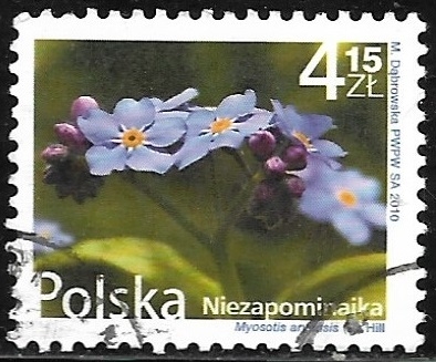 Myosotis arvensis