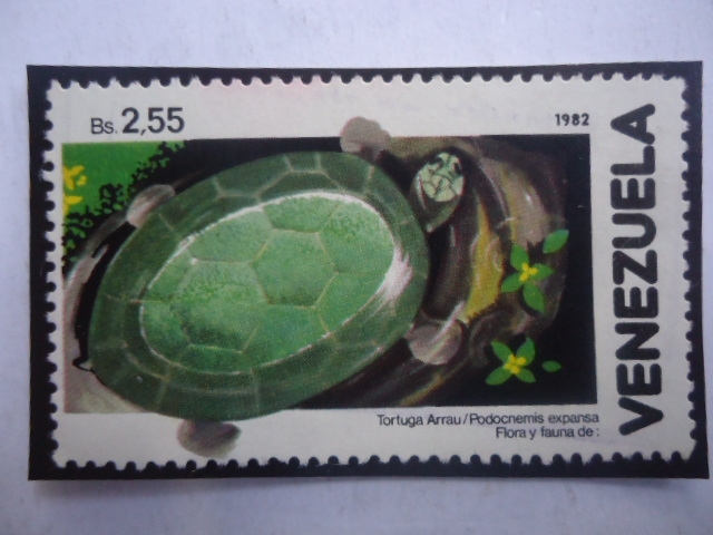 Tortuga Arrau (Podocnemis expensa - Serie: Fauna y Flora 1982.