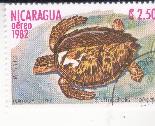 tortuga carey 