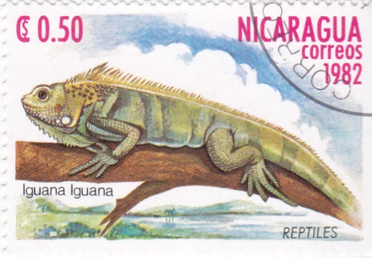 Iguana