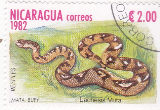 serpiente Mata buey