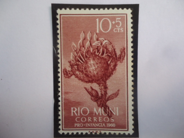 Ed:ES-RM 10 - Planta de Crotón - Río Muni, Español - Región Continental de Guinea Ec. - Pro-Infancia